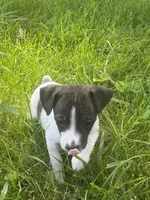 Ziggy, a female Rat Terrier for sale in Mount Pleasant, IA – Photo 7 of 10