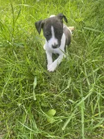 Ziggy, a female Rat Terrier for sale in Mount Pleasant, IA – Photo 6 of 10