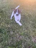 Ziggy, a female Rat Terrier for sale in Mount Pleasant, IA – Photo 8 of 10