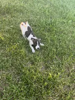 Ziggy, a female Rat Terrier for sale in Mount Pleasant, IA – Photo 10 of 10