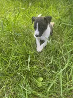 Ziggy, a female Rat Terrier for sale in Mount Pleasant, IA – Photo 5 of 10