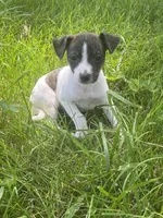 Ziggy, a female Rat Terrier for sale in Mount Pleasant, IA – Photo 1 of 10