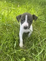 Ziggy, a female Rat Terrier for sale in Mount Pleasant, IA – Photo 3 of 10