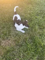 Ziggy, a female Rat Terrier for sale in Mount Pleasant, IA – Photo 9 of 10