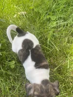 Ziggy, a female Rat Terrier for sale in Mount Pleasant, IA – Photo 4 of 10