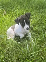 Ziggy, a female Rat Terrier for sale in Mount Pleasant, IA – Photo 2 of 10