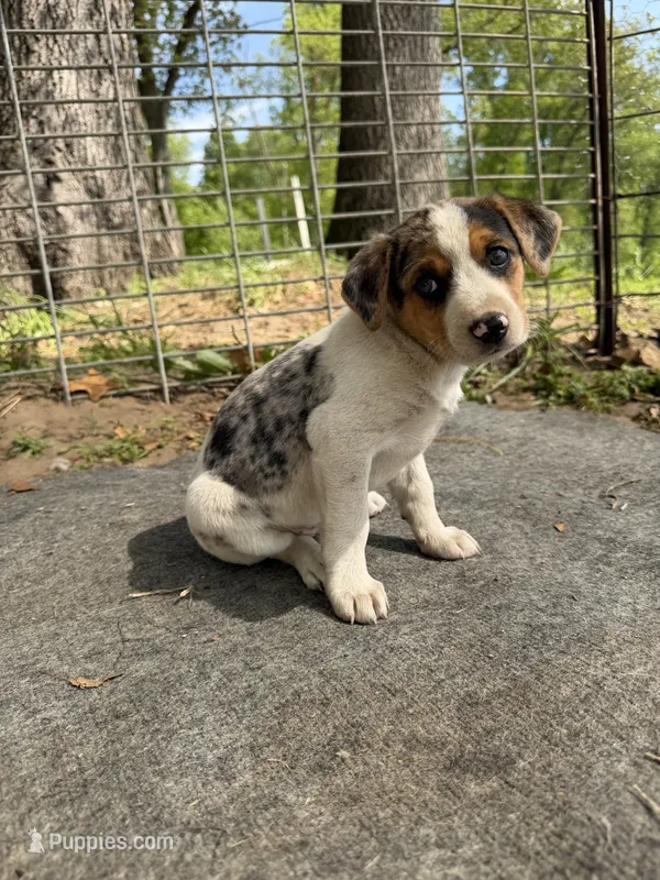 White – Basset Hound, Beagle puppy for sale in Mount Pleasant, IA