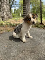White, a female Basset Hound and Beagle for sale in Mount Pleasant, IA – 1 of 1