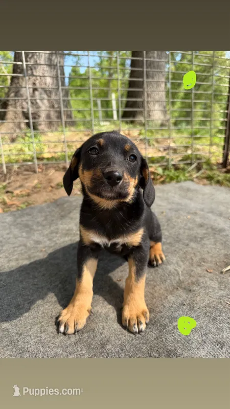 Green – Basset Hound, Beagle puppy for sale in Mount Pleasant, IA