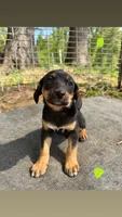 Green, a female Basset Hound and Beagle for sale in Mount Pleasant, IA – 1 of 1