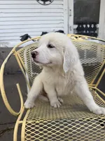 Kyzer , a male Great Pyrenees for sale in Mount Pleasant, IA – 2 of 3