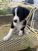 Farmer, a male Border Collie and Great Pyrenees for sale in Mount Pleasant, IA – 4 of 4