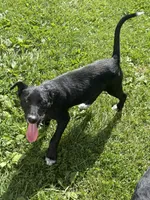 Kia, a female Australian Shepherd and Border Collie for sale in Mount Pleasant, IA – 4 of 4
