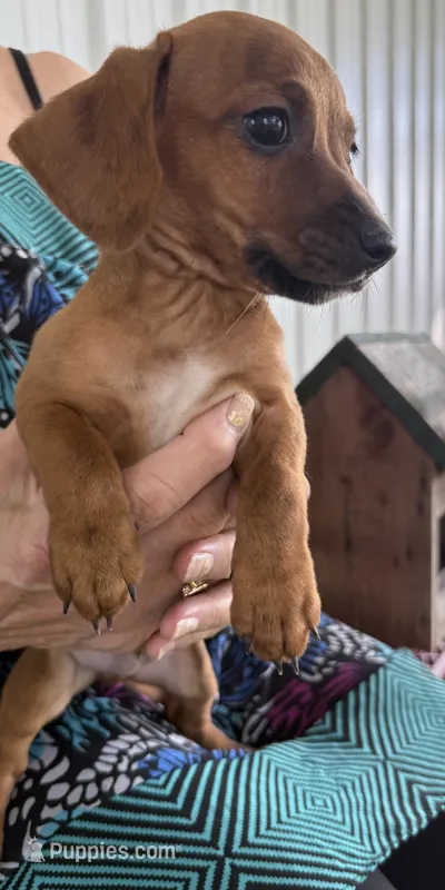 Archie – Pekingese, Miniature Dachshund puppy for sale in Mount Pleasant, IA