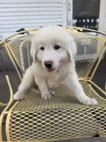 Kyzer , a male Great Pyrenees for sale in Mount Pleasant, IA – 3 of 3