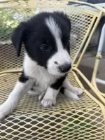 Farmer, a male Border Collie and Great Pyrenees for sale in Mount Pleasant, IA – 3 of 4