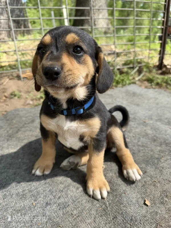 Blue – Basset Hound, Beagle puppy for sale in Mount Pleasant, IA