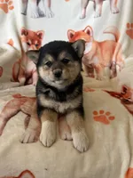Cherry Blossom , a female Shiba Inu for sale in Mount Pleasant, IA – 2 of 4