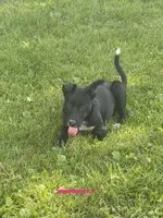 Kia, a female Australian Shepherd and Border Collie for sale in Mount Pleasant, IA – 2 of 4