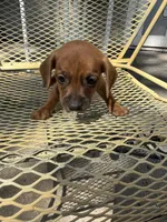 Archie, a male Pekingese and Miniature Dachshund for sale in Mount Pleasant, IA – 3 of 4