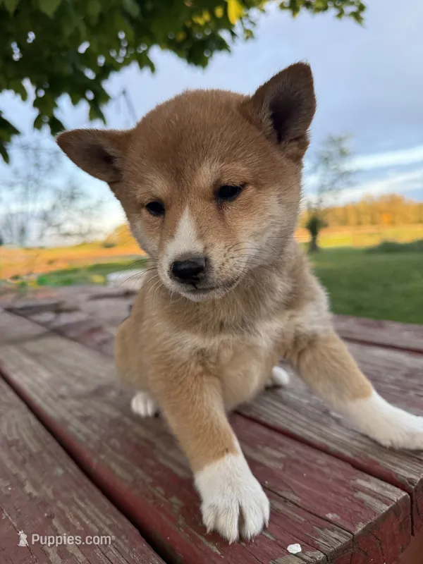 Ginger – Shiba Inu puppy for sale in Mount Pleasant, IA
