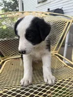 Fisher, a male Border Collie and Great Pyrenees for sale in Mount Pleasant, IA – 4 of 4