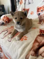Clancey , a male Shiba Inu for sale in Mount Pleasant, IA – 4 of 4