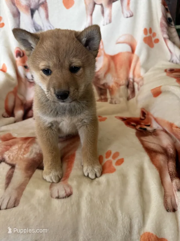 Clancey  – Shiba Inu puppy for sale in Mount Pleasant, IA