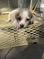 Harley, a male Pekingese and Miniature Dachshund for sale in Mount Pleasant, IA – 3 of 4