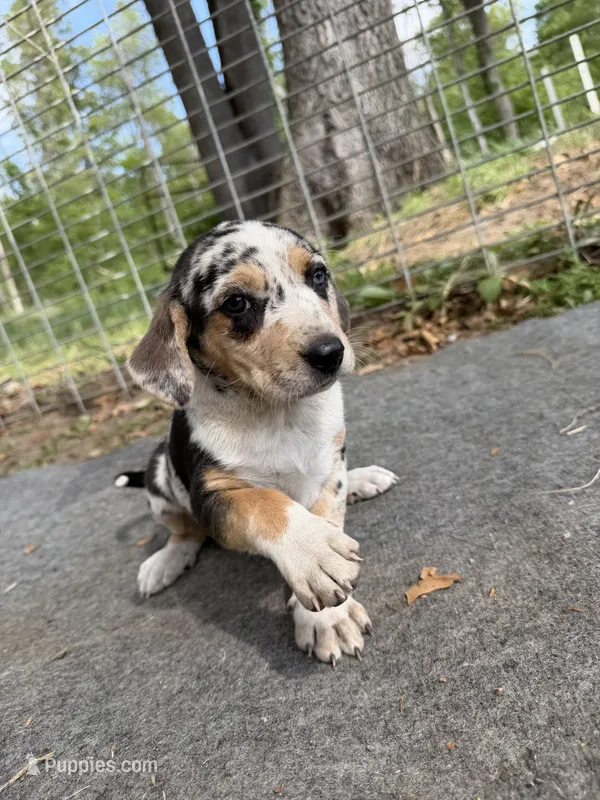 Gray – Basset Hound, Beagle puppy for sale in Mount Pleasant, IA