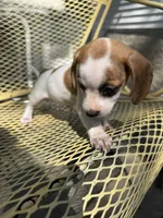 Candee , a female Pekingese and Miniature Dachshund for sale in Mount Pleasant, IA – 3 of 3