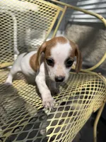 Candee , a female Pekingese and Miniature Dachshund for sale in Mount Pleasant, IA – 2 of 3
