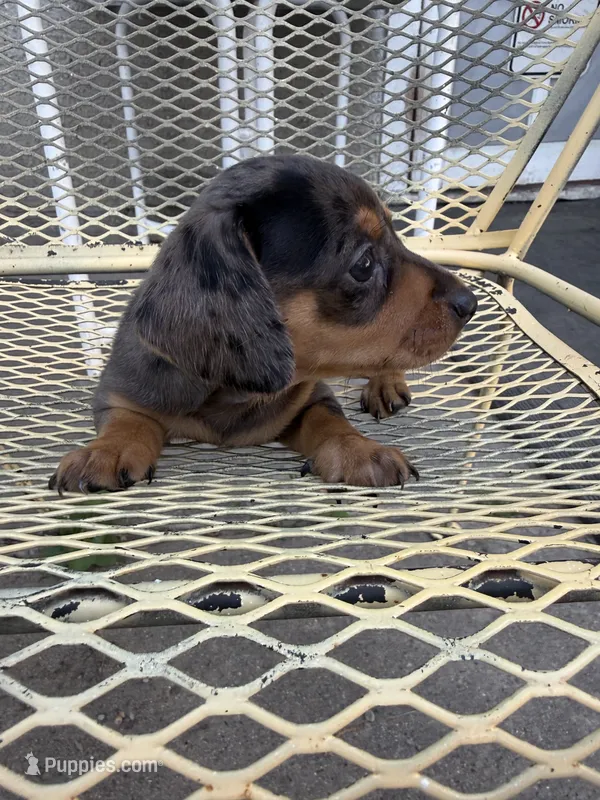 Ritzie – Miniature Dachshund puppy for sale in Mount Pleasant, IA