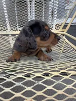 Ritzie, a female Miniature Dachshund for sale in Mount Pleasant, IA – 1 of 4