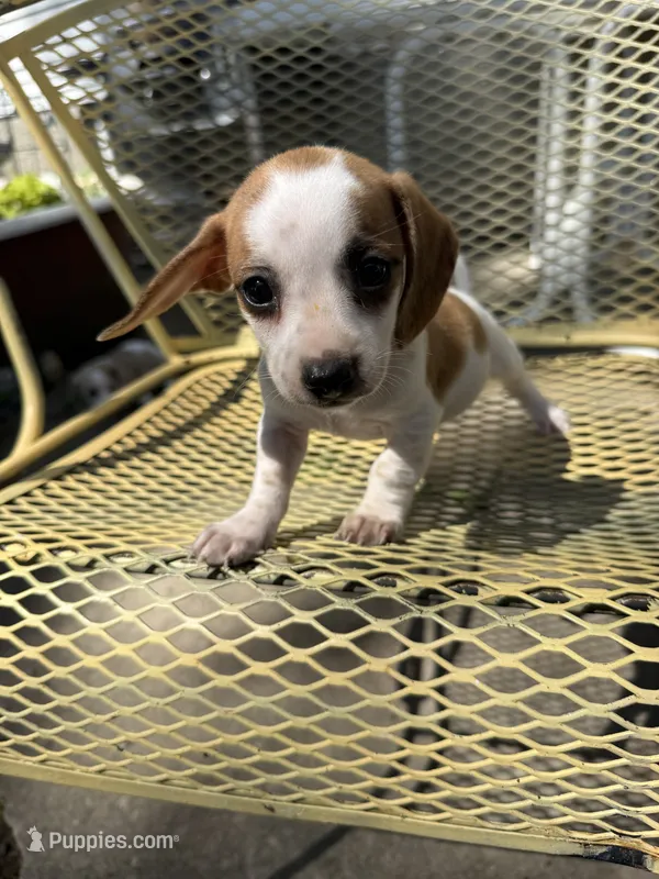 Candee  – Pekingese, Miniature Dachshund puppy for sale in Mount Pleasant, IA