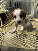 Candee , a female Pekingese and Miniature Dachshund for sale in Mount Pleasant, IA – 1 of 3