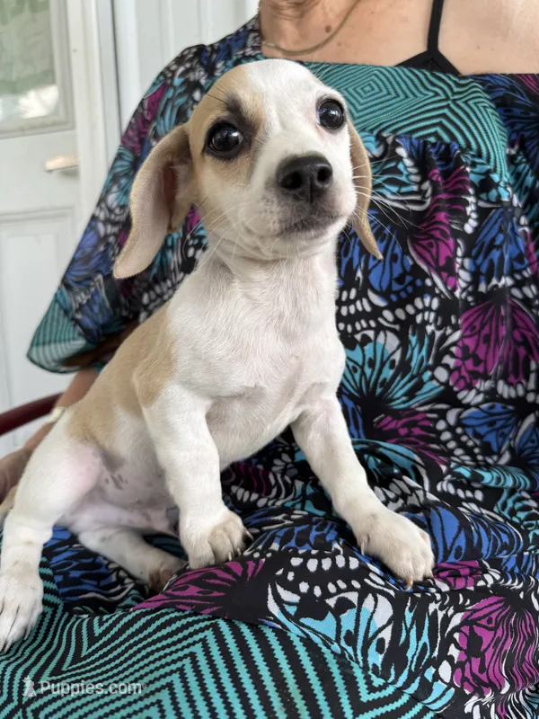 Harley – Pekingese, Miniature Dachshund puppy for sale in Mount Pleasant, IA