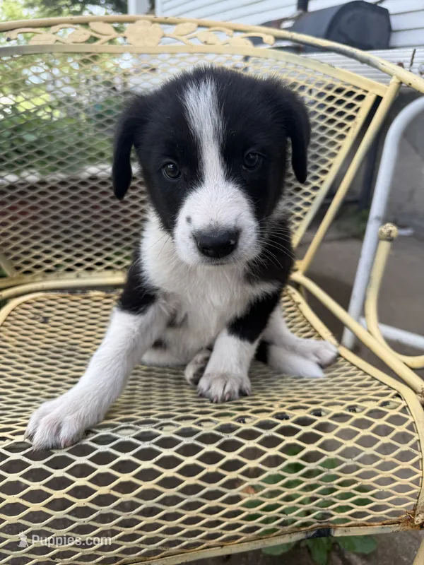 Farmer – Border Collie, Great Pyrenees puppy for sale in Mount Pleasant, IA