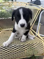Farmer, a male Border Collie and Great Pyrenees for sale in Mount Pleasant, IA – 1 of 4