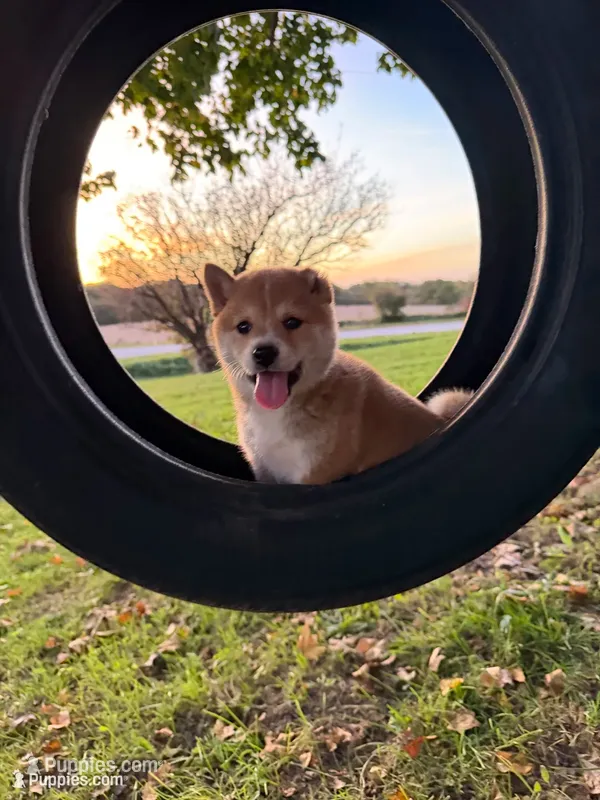 Hudson  – Shiba Inu puppy for sale in Mount Pleasant, IA