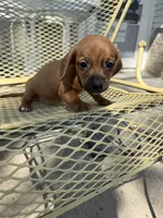 Archie, a male Pekingese and Miniature Dachshund for sale in Mount Pleasant, IA – 2 of 4