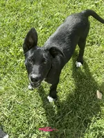 Kia, a female Australian Shepherd and Border Collie for sale in Mount Pleasant, IA – 3 of 4