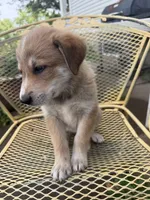 Hogan, a male Border Collie and Great Pyrenees for sale in Mount Pleasant, IA – 3 of 4