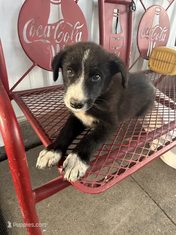 Farmer – Border Collie, Great Pyrenees puppy for sale in Mount Pleasant, IA