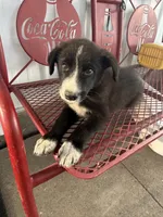 Farmer, a male Border Collie and Great Pyrenees for sale in Mount Pleasant, IA – 1 of 3