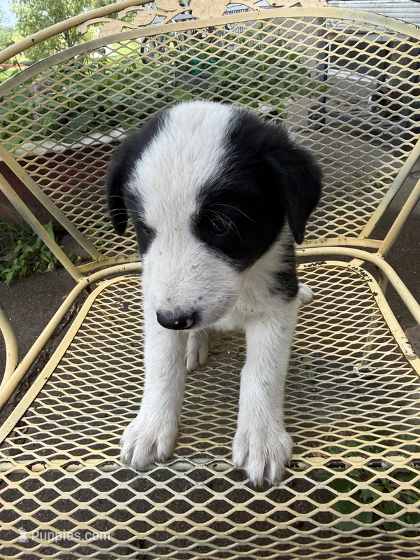 Fisher – Border Collie, Great Pyrenees puppy for sale in Mount Pleasant, IA