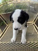 Fisher, a male Border Collie and Great Pyrenees for sale in Mount Pleasant, IA – 1 of 4