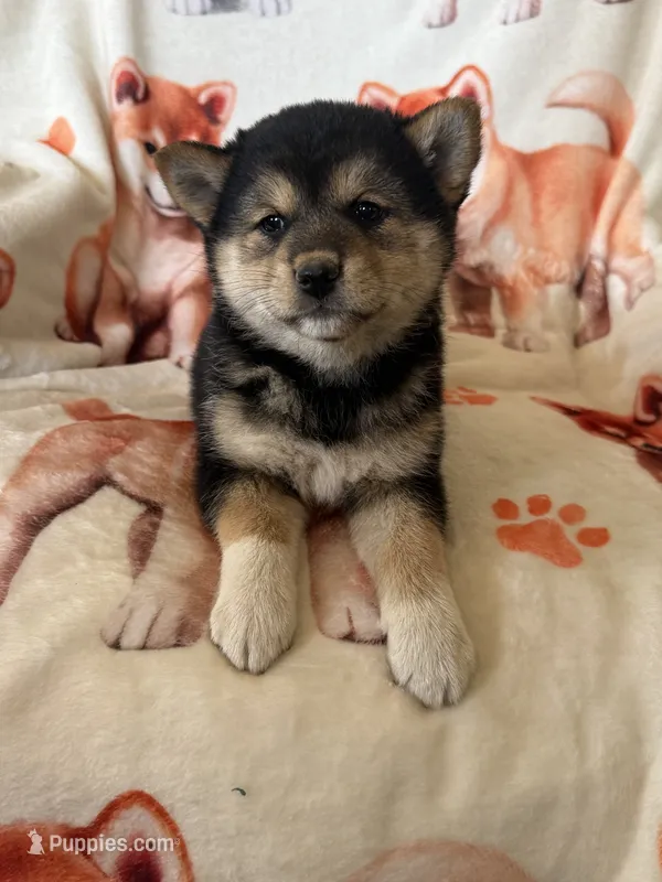 Cherry Blossom , a female Shiba Inu for sale in Mount Pleasant, IA – 1 of 4