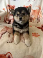 Cherry Blossom , a female Shiba Inu for sale in Mount Pleasant, IA – 1 of 4