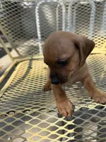 Scout, a male Pekingese and Miniature Dachshund for sale in Mount Pleasant, IA – 2 of 3